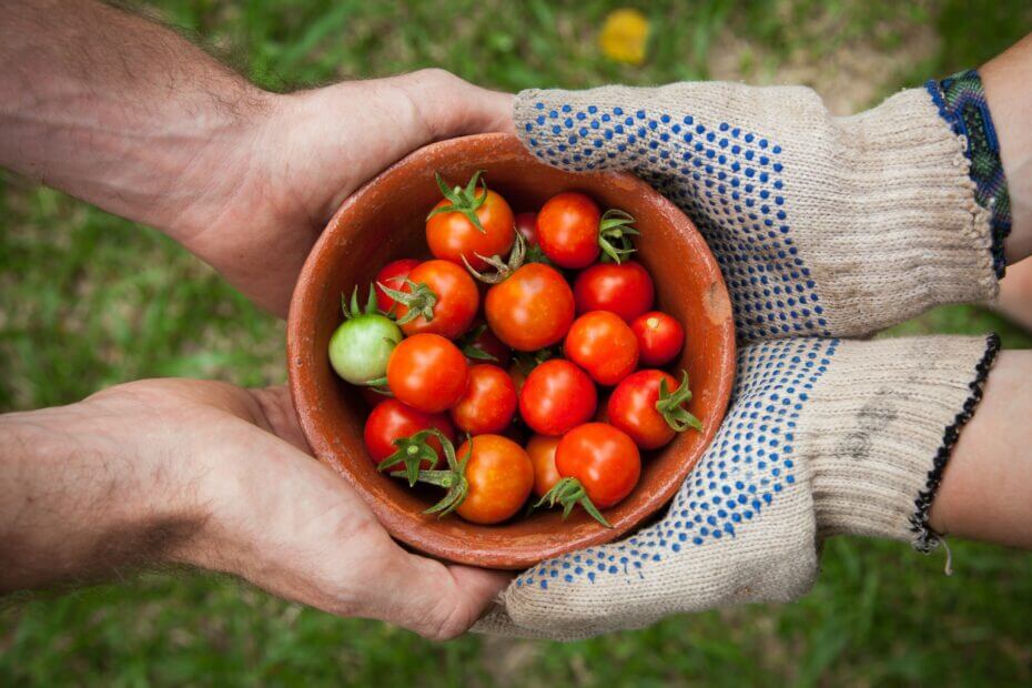 rod pelcowizna zaraz pomidorów