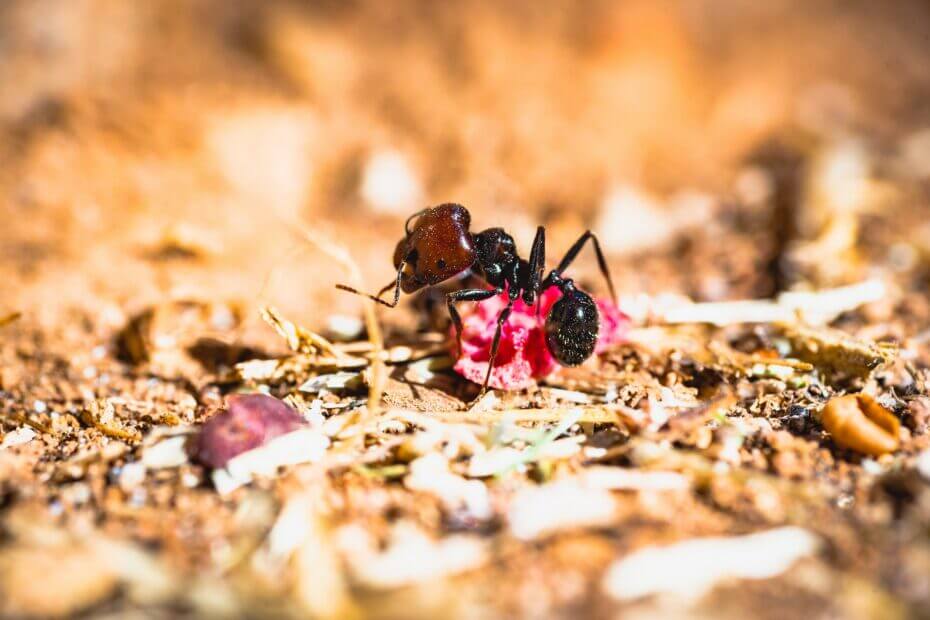 mrówka rod pelcowizna jedząca kleszcza